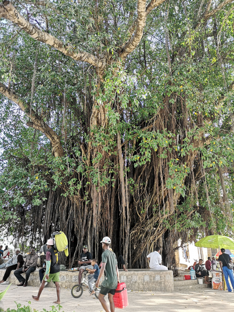 Ficus Secolare Stone Town