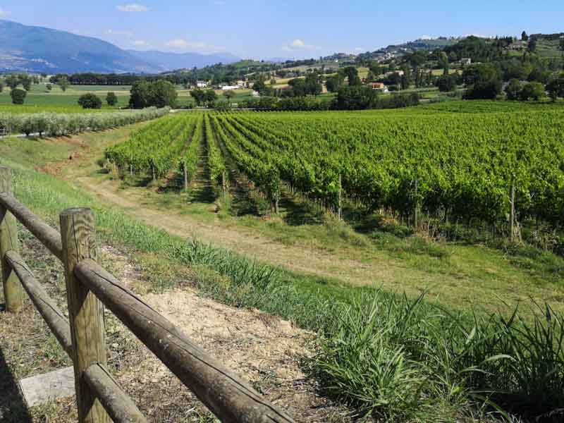 lungo le strade del Sagrantino