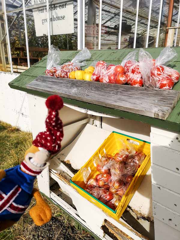 Baba in foto con sacchetti di pomodori geotermici in una fattoria dove vengono coltivati in serre vicino a una zona geotermica